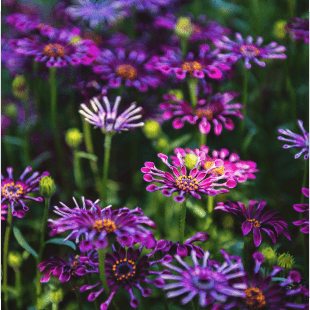 Supporting Images Two